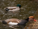IMG 6506 : 2016, Northern Ireland, WWC Castle Espie