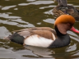 IMG 6508 : 2016, Northern Ireland, WWC Castle Espie