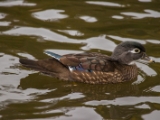 IMG 6510 : 2016, Northern Ireland, WWC Castle Espie