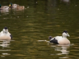 IMG 6511 : 2016, Northern Ireland, WWC Castle Espie