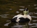 IMG 6514 : 2016, Northern Ireland, WWC Castle Espie