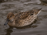 IMG 6515 : 2016, Northern Ireland, WWC Castle Espie