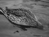 IMG 6516 : 2016, Northern Ireland, WWC Castle Espie