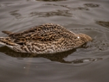 IMG 6517 : 2016, Northern Ireland, WWC Castle Espie