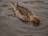 IMG 6520 : 2016, Northern Ireland, WWC Castle Espie