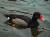 IMG 6521 : 2016, Northern Ireland, WWC Castle Espie