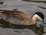 IMG 6525 : 2016, Northern Ireland, WWC Castle Espie