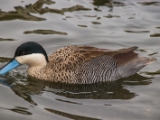 IMG 6528 : 2016, Northern Ireland, WWC Castle Espie