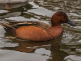 IMG 6529 : 2016, Northern Ireland, WWC Castle Espie