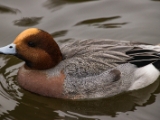 IMG 6532 : 2016, Northern Ireland, WWC Castle Espie