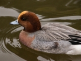 IMG 6534 : 2016, Northern Ireland, WWC Castle Espie
