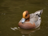 IMG 6538 : 2016, Northern Ireland, WWC Castle Espie