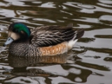 IMG 6543 : 2016, Northern Ireland, WWC Castle Espie