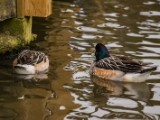 IMG 6544 : 2016, Northern Ireland, WWC Castle Espie