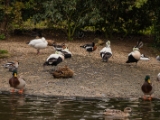 IMG 6545 : 2016, Northern Ireland, WWC Castle Espie