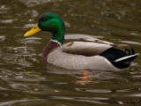 IMG 6546 : 2016, Northern Ireland, WWC Castle Espie