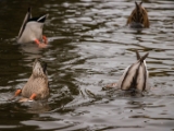 IMG 6547 : 2016, Northern Ireland, WWC Castle Espie