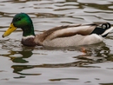IMG 6548 : 2016, Northern Ireland, WWC Castle Espie