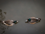 IMG 6553 : 2016, Northern Ireland, WWC Castle Espie