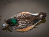IMG 6554 : 2016, Northern Ireland, WWC Castle Espie