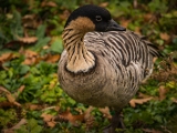 IMG 6557 : 2016, Northern Ireland, WWC Castle Espie