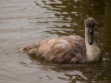 IMG 6574 : 2016, Northern Ireland, WWC Castle Espie