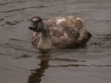 IMG 6578 : 2016, Northern Ireland, WWC Castle Espie