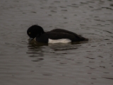 IMG 6579 : 2016, Northern Ireland, WWC Castle Espie