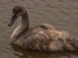 IMG 6581 : 2016, Northern Ireland, WWC Castle Espie