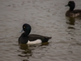 IMG 6583 : 2016, Northern Ireland, WWC Castle Espie
