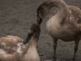 IMG 6586 : 2016, Northern Ireland, WWC Castle Espie