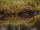 IMG 6589 : 2016, Northern Ireland, WWC Castle Espie