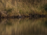 IMG 6591 : 2016, Northern Ireland, WWC Castle Espie
