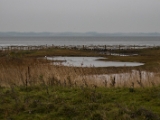 IMG 6594 : 2016, Northern Ireland, WWC Castle Espie