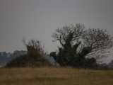 IMG 6596 : 2016, Northern Ireland, WWC Castle Espie