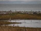 IMG 6598 : 2016, Northern Ireland, WWC Castle Espie
