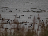 IMG 6601 : 2016, Northern Ireland, WWC Castle Espie
