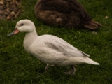 IMG 6622 : 2016, Northern Ireland, WWC Castle Espie