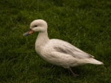IMG 6623 : 2016, Northern Ireland, WWC Castle Espie