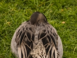 IMG 6624 : 2016, Northern Ireland, WWC Castle Espie
