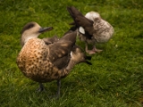 IMG 6629 : 2016, Northern Ireland, WWC Castle Espie