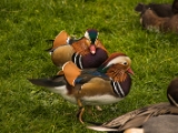 IMG 6631 : 2016, Northern Ireland, WWC Castle Espie