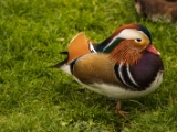 IMG 6633 : 2016, Northern Ireland, WWC Castle Espie