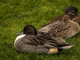 IMG 6634 : 2016, Northern Ireland, WWC Castle Espie