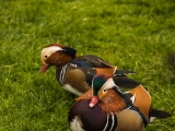 IMG 6635 : 2016, Northern Ireland, WWC Castle Espie