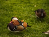 IMG 6638 : 2016, Northern Ireland, WWC Castle Espie