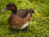 IMG 6640 : 2016, Northern Ireland, WWC Castle Espie