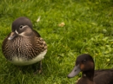 IMG 6641 : 2016, Northern Ireland, WWC Castle Espie
