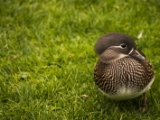 IMG 6642 : 2016, Northern Ireland, WWC Castle Espie