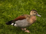 IMG 6647 : 2016, Northern Ireland, WWC Castle Espie
